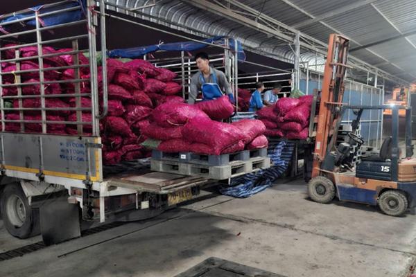 ซื้อพริกสดล็อตใหญ่